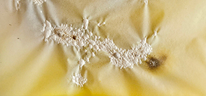 Bettina Diel, Horny Skin 3, 2025. Detail view