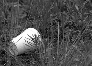 Styrofoam cup left by the wayside